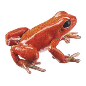 Strawberry Poison Dart Frog "Bri-Bri" Red With Black-brown Dots, Female