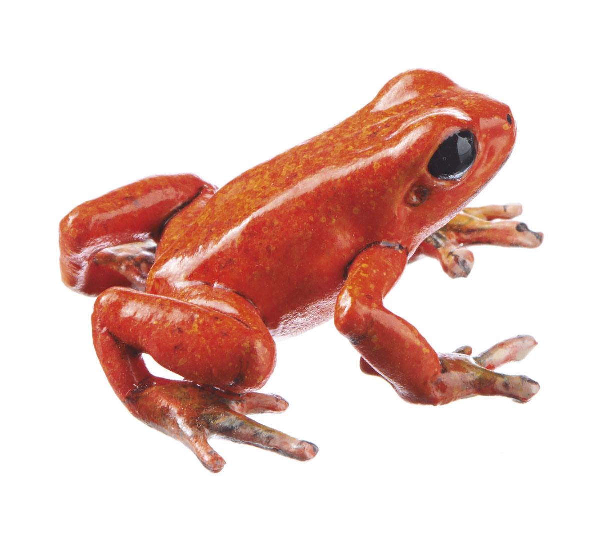 Strawberry Poison Dart Frog “Bri-Bri” Red With Black-brown Dots, Female