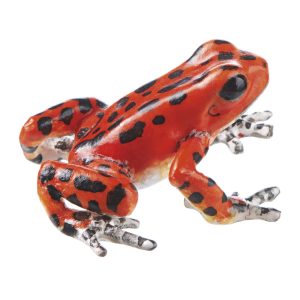 Strawberry Poison Dart Frog "Bastimentos West" Red With Brown Spots/Dots, Female