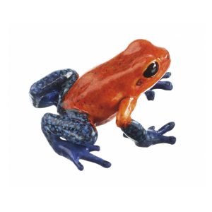 Strawberry Poison Dart Frog, "Rio Blanco" (Generally "Blue Jeans") Orange-Red With Blue Legs, Female