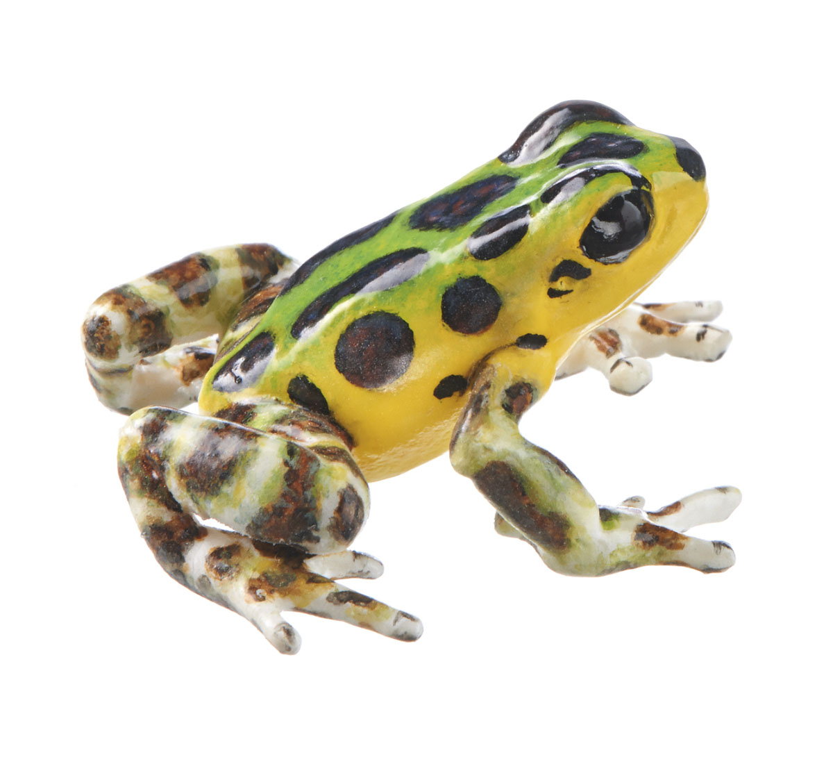 Strawberry Poison Dart Frog “Colón” Green/Yellow With Brown/Black Dots/Spots, Female