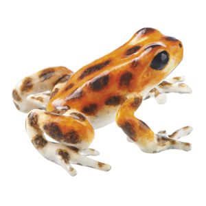 Strawberry Poison Dart Frog "Bastimentos West" Cream-Coloured/Orange With Brown Spots/Dots, Female,