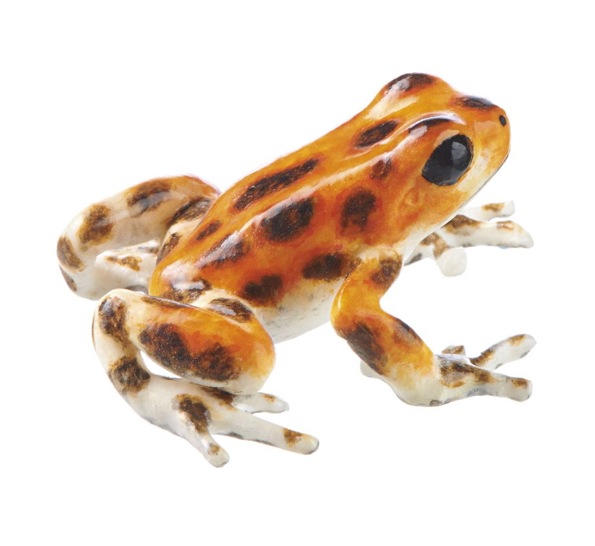 Strawberry Poison Dart Frog “Bastimentos West” Cream-Coloured/Orange With Brown Spots/Dots, Female,