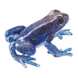 Strawberry Poison Dart Frog "Aguacate" Blue, Female