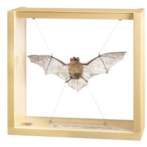 Common Pipistrelle, Male