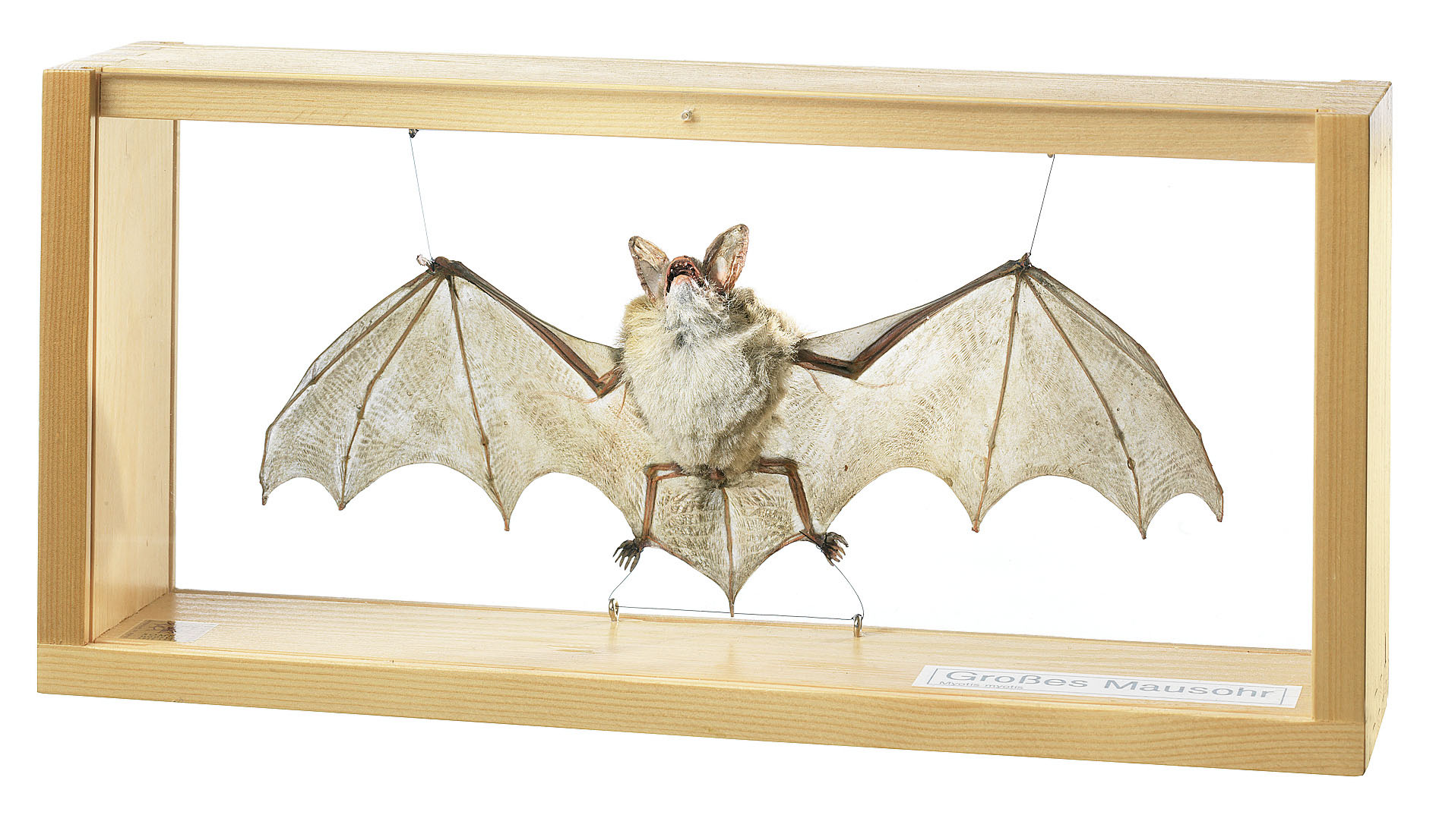 Greater Mouse-Eared Bat, Male