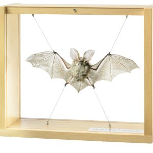 Brown Long-Eared Bat, Female