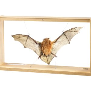 Common Noctule, Female