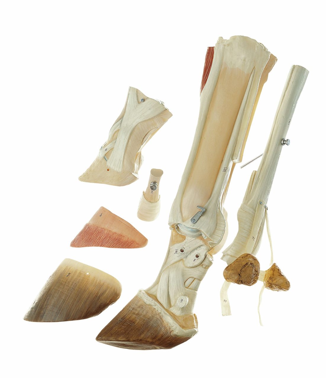 Cow Hoof