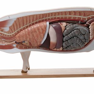 Model of a Breeding Pig (Dam)