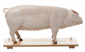Model of a Breeding Pig (Dam)