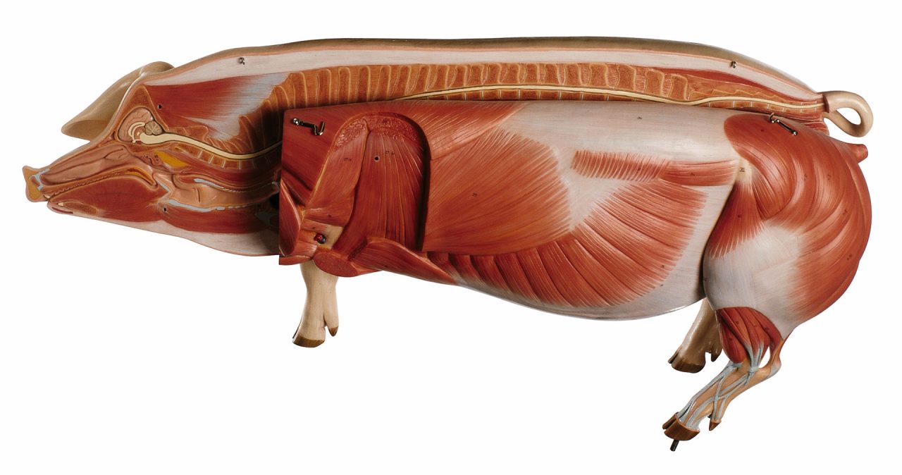 Model of a Breeding Pig (Dam)