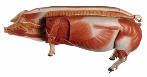Model of a Breeding Pig (Dam)