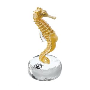 Long-snouted Seahorse Without Skin Filaments (Lobes, Filaments), Male