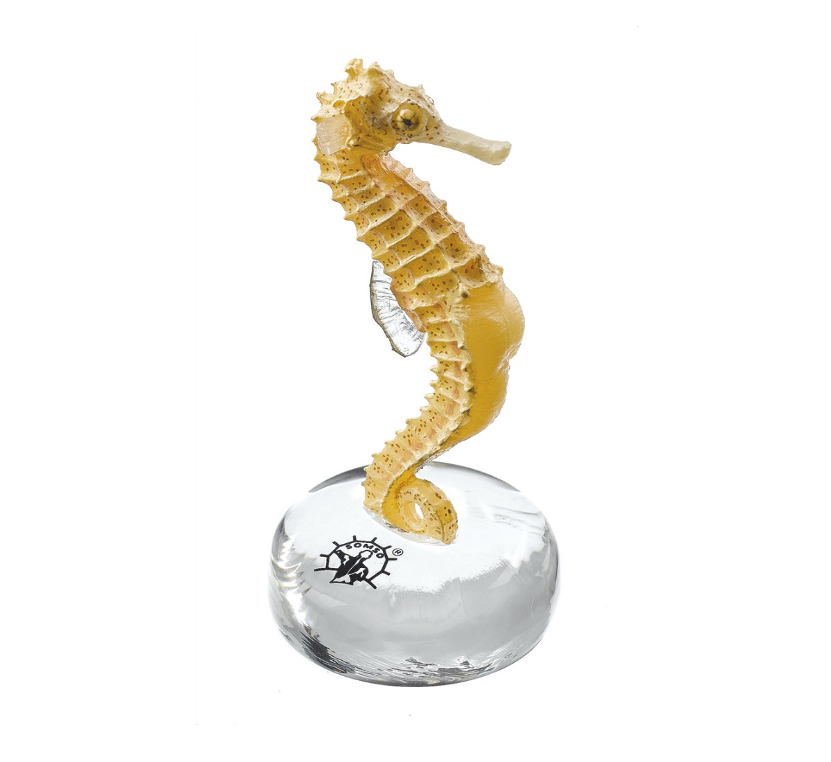 Long-snouted Seahorse Without Skin Filaments (Lobes, Filaments), Male
