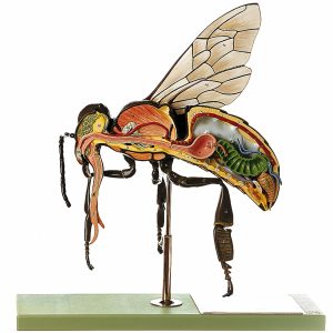 Model of the Worker Bee