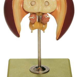 Model of the Brain of a Honey Bee