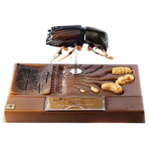 Bark Beetle - Development