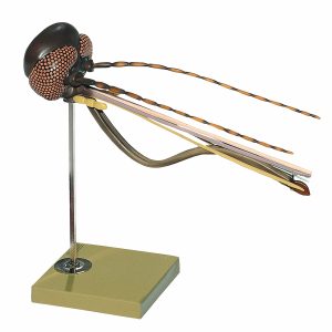 Head of a Mosquito
