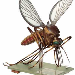 Model of a Mosquito