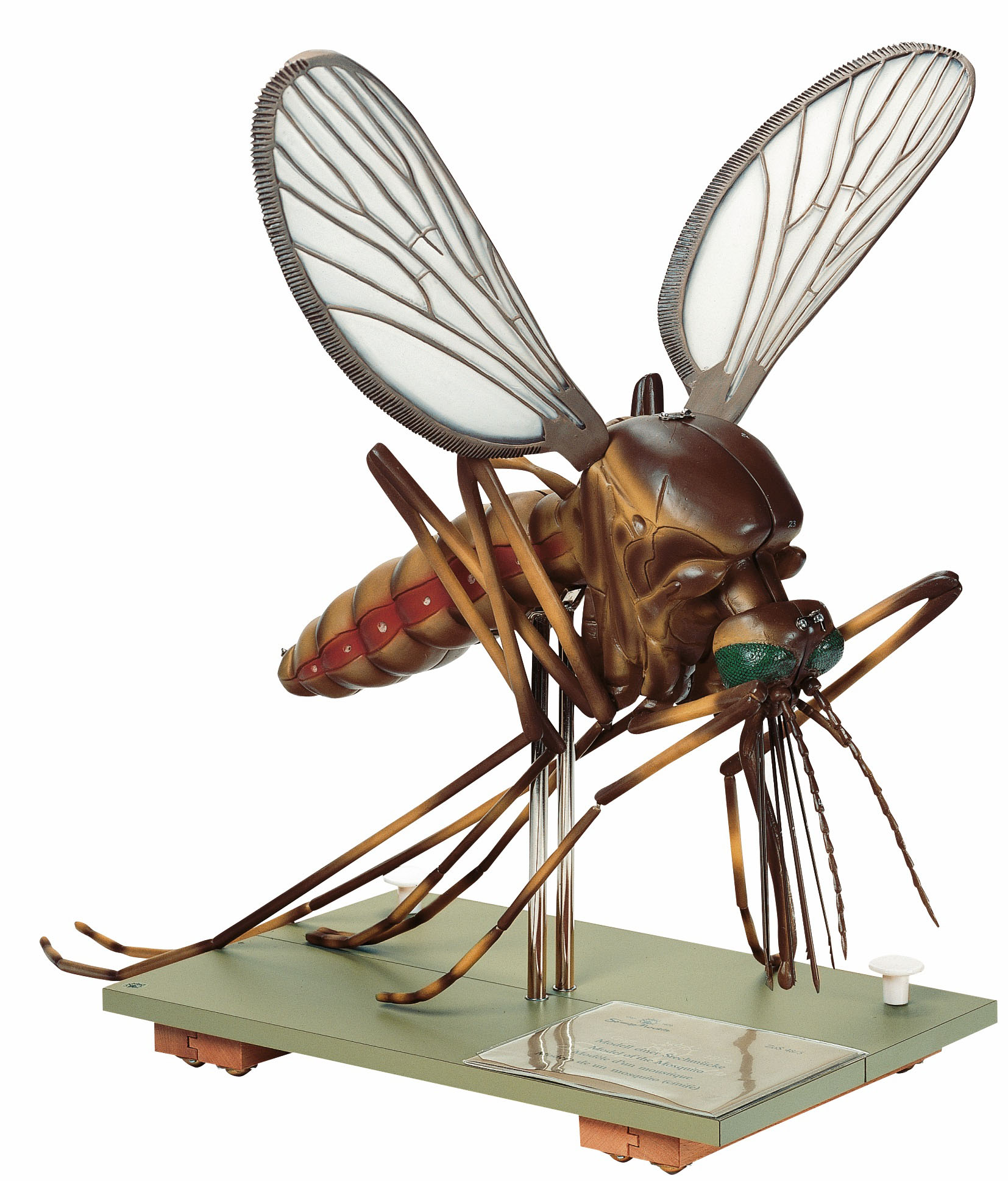 Model of a Mosquito