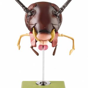 Model of the Head of a Cockroach