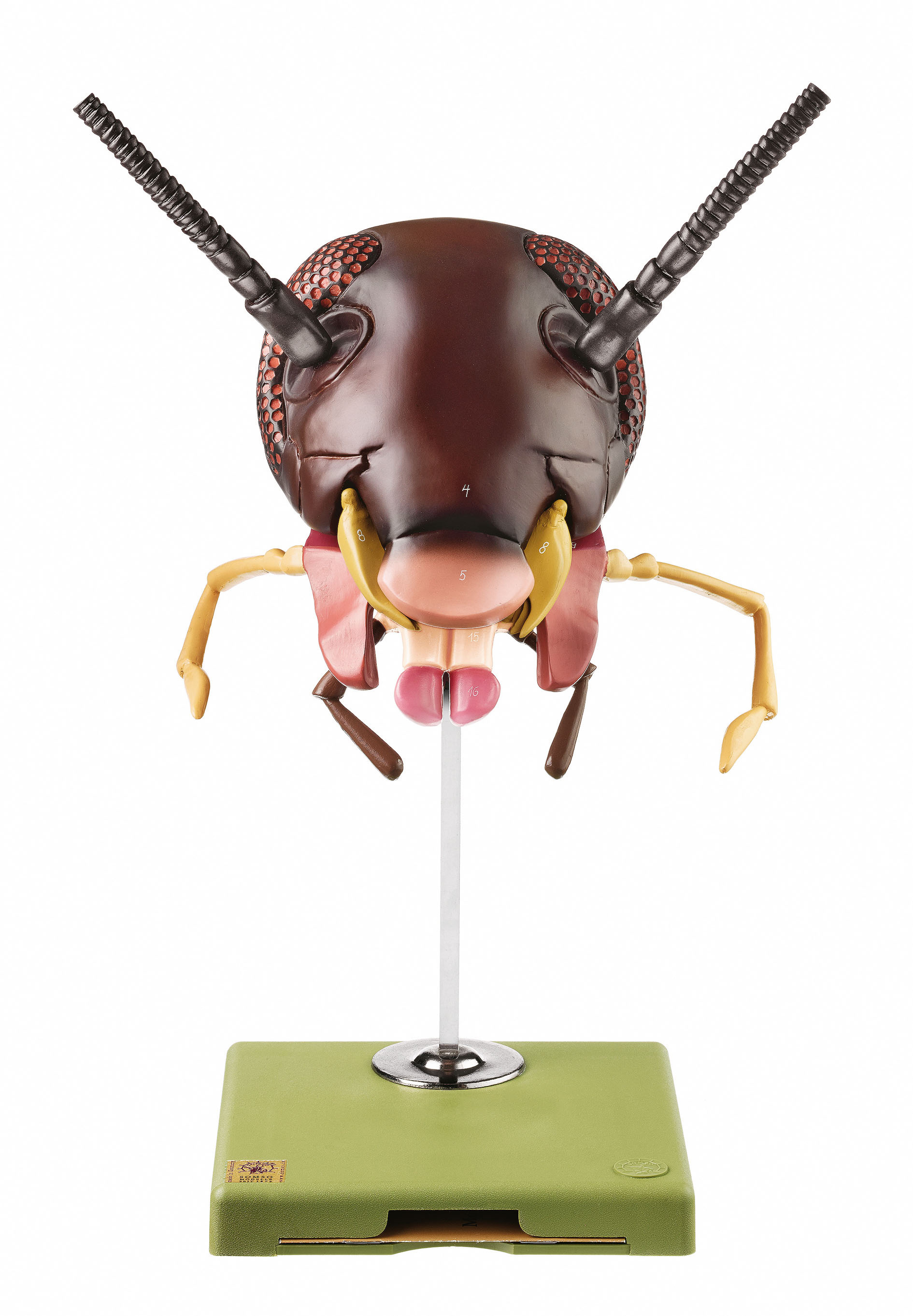 Model of the Head of a Cockroach