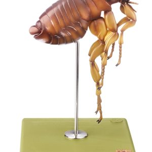 Cat Flea