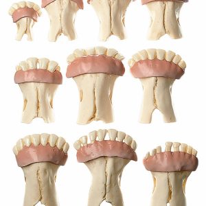 Models of Sets of Cow's Teeth