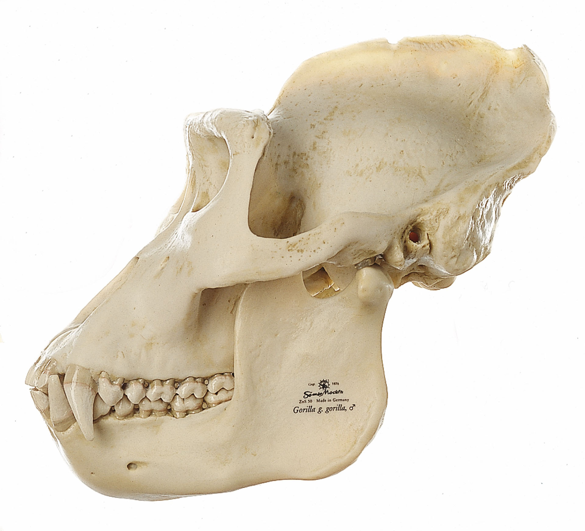 Gorilla Skull, Male