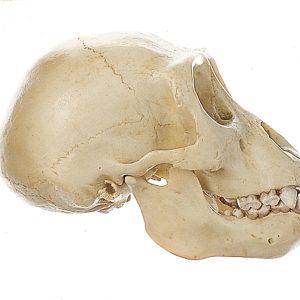 Young Gorilla Skull, Male