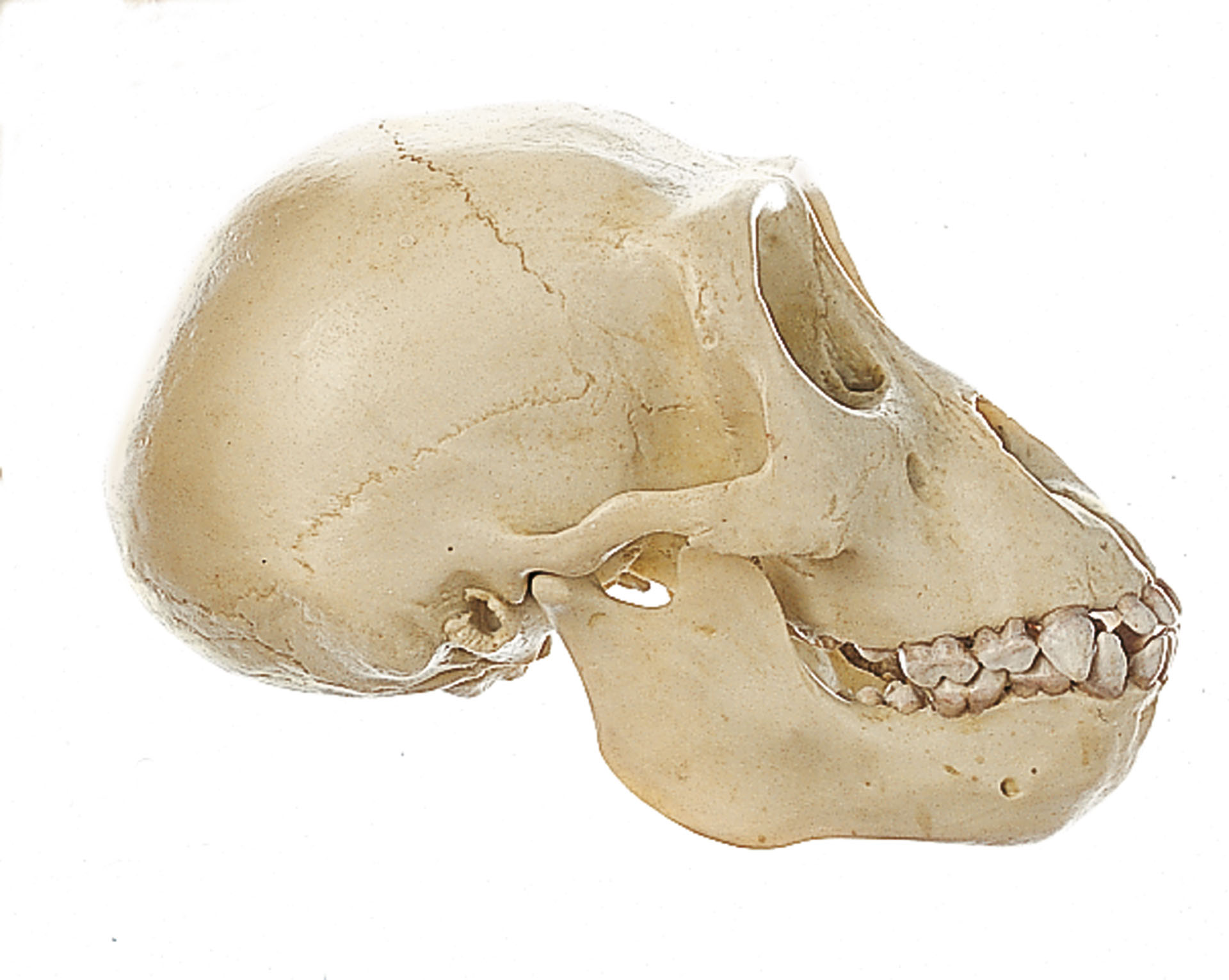 Young Gorilla Skull, Male