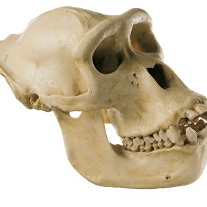 Gorilla Skull, Female