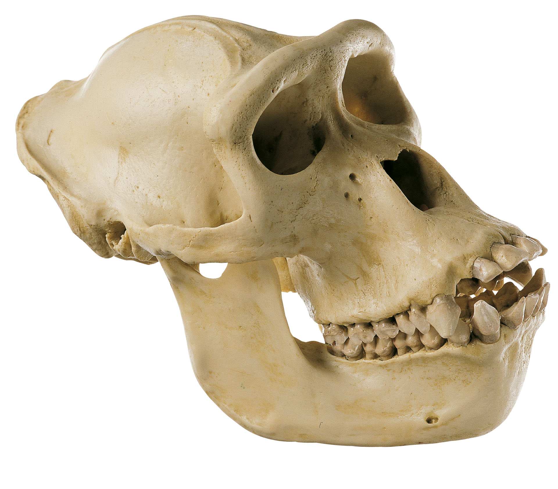 Gorilla Skull, Female