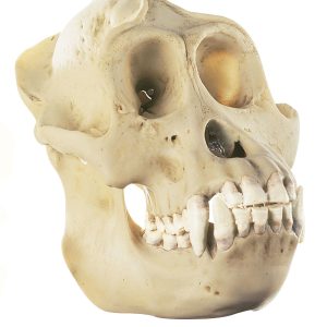 Orangutan Skull, Male