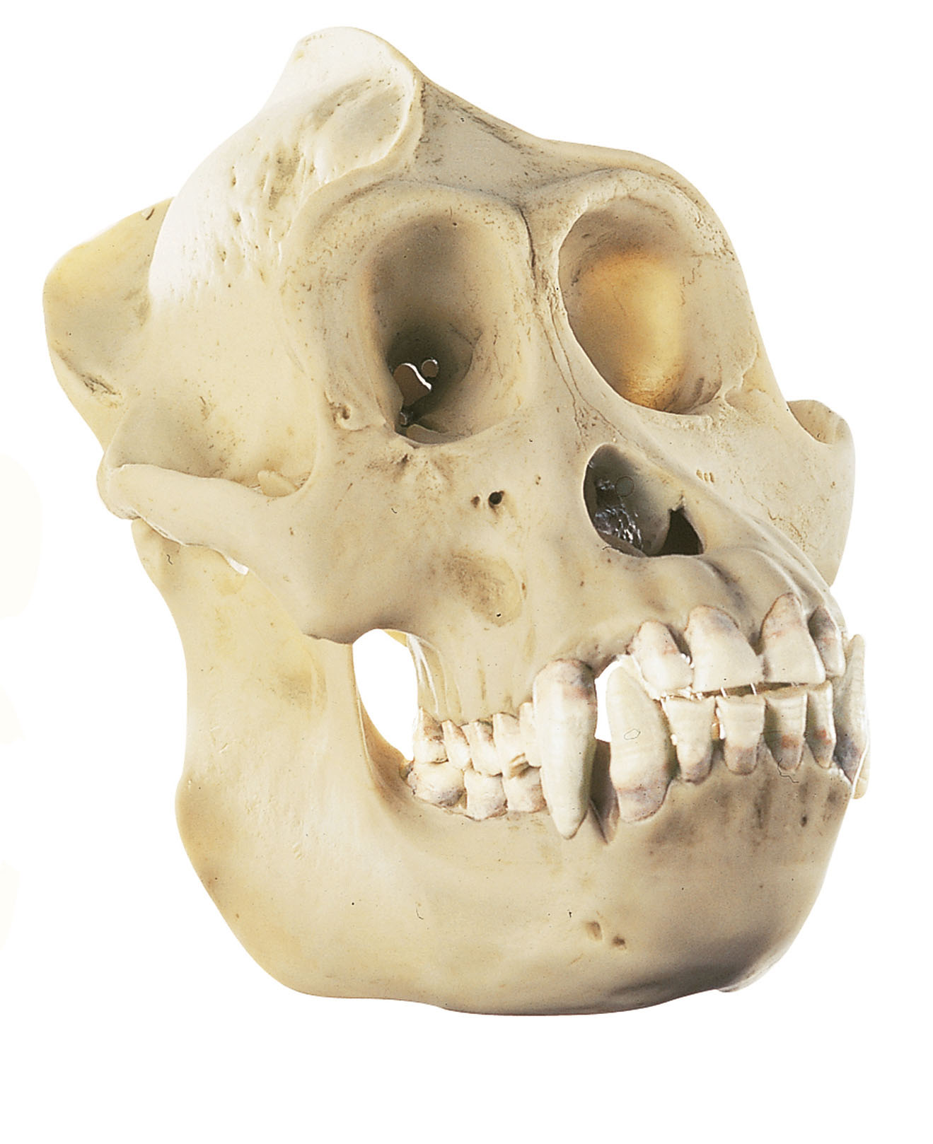 Orangutan Skull, Male