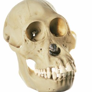 Orangutan Skull, Female