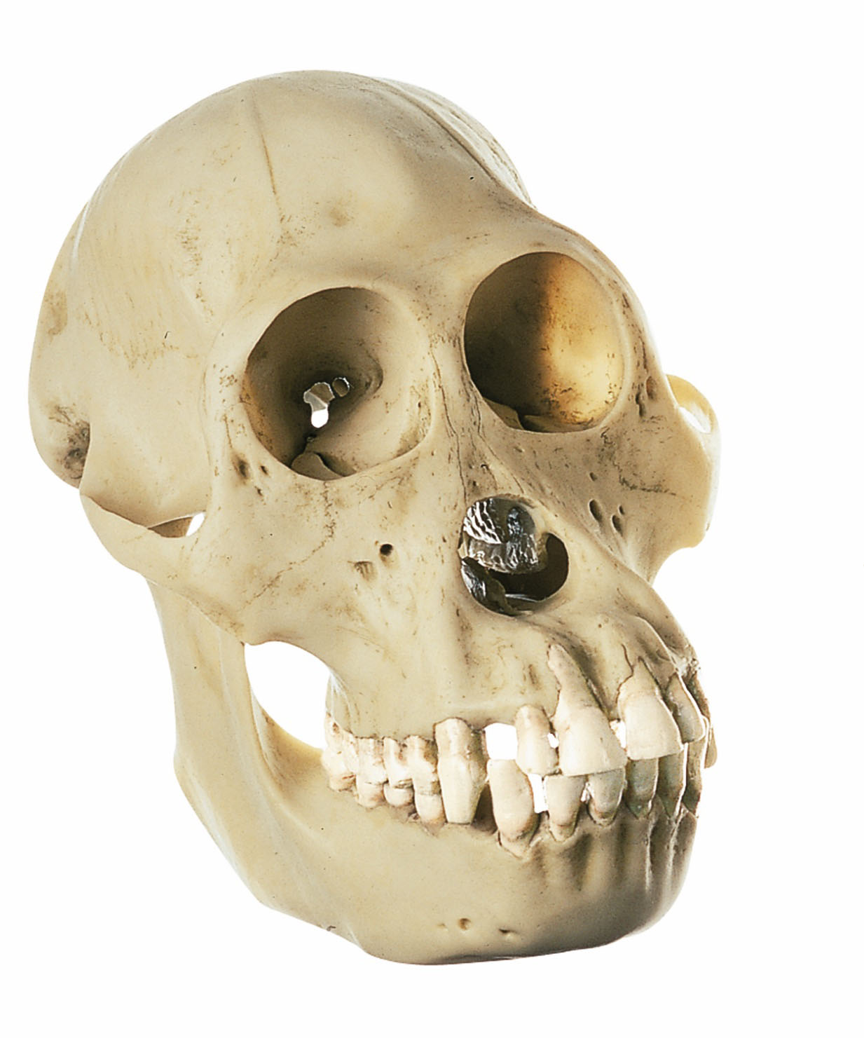 Orangutan Skull, Female