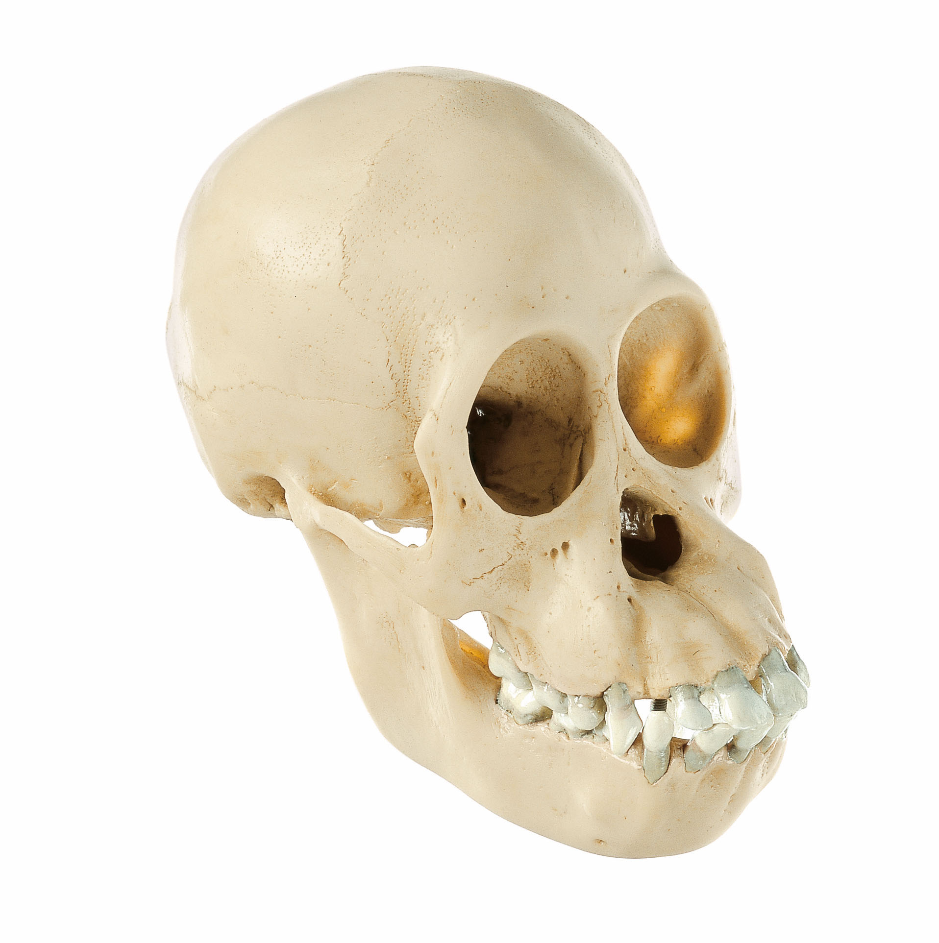 Skull of Young Orangutan