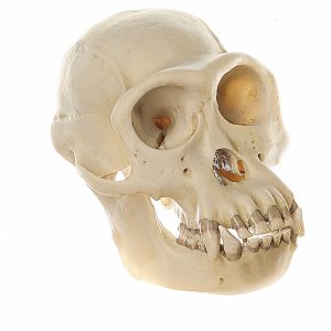 Chimpanzee Skull, Male