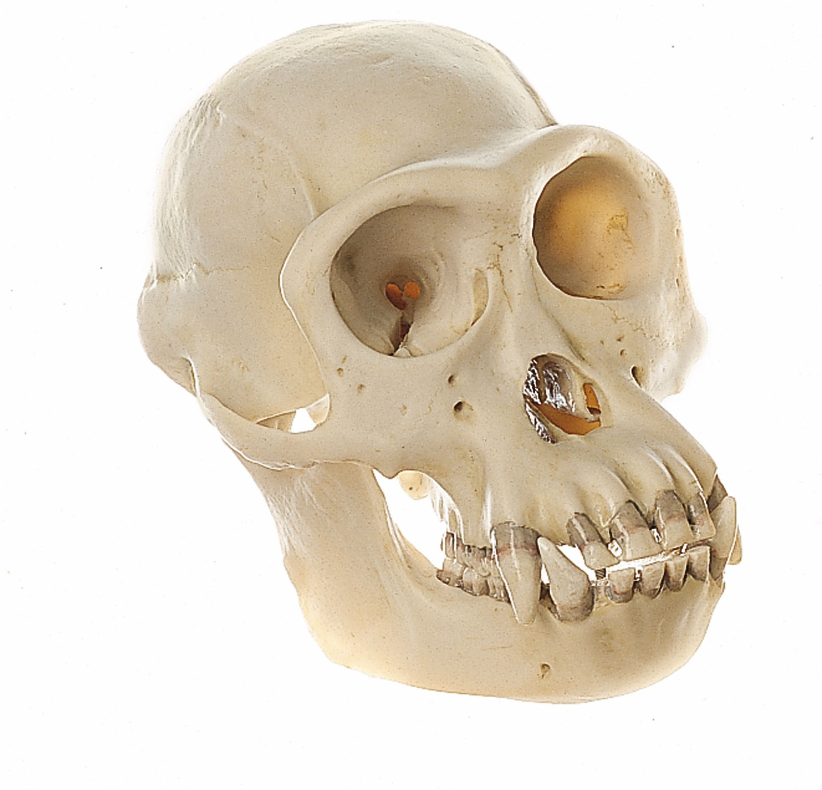 Chimpanzee Skull, Male