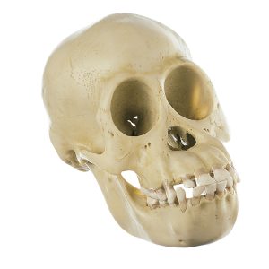 Chimpanzee Skull, Juvenile