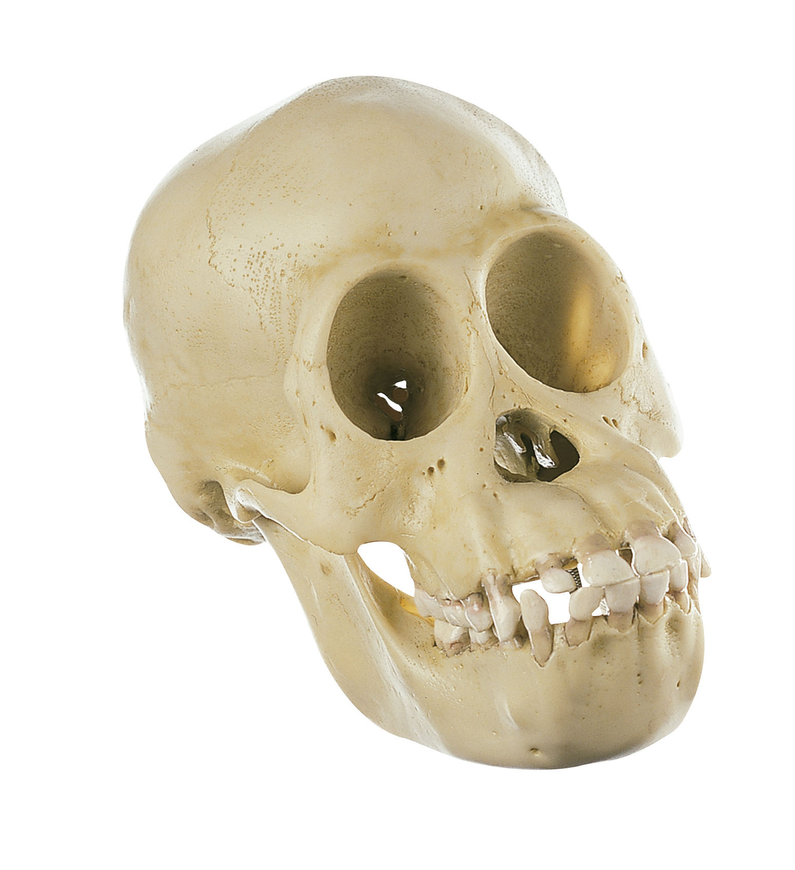 Chimpanzee Skull, Juvenile