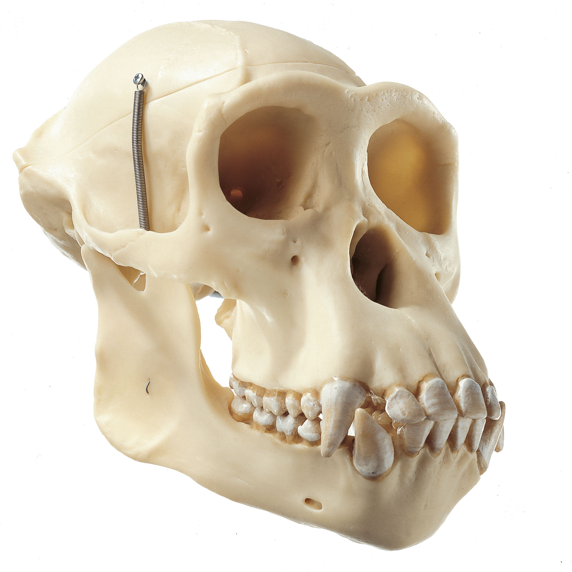 Chimpanzee Skull