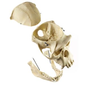 Chimpanzee Skull