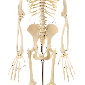 Skeleton of a Chimpanzee