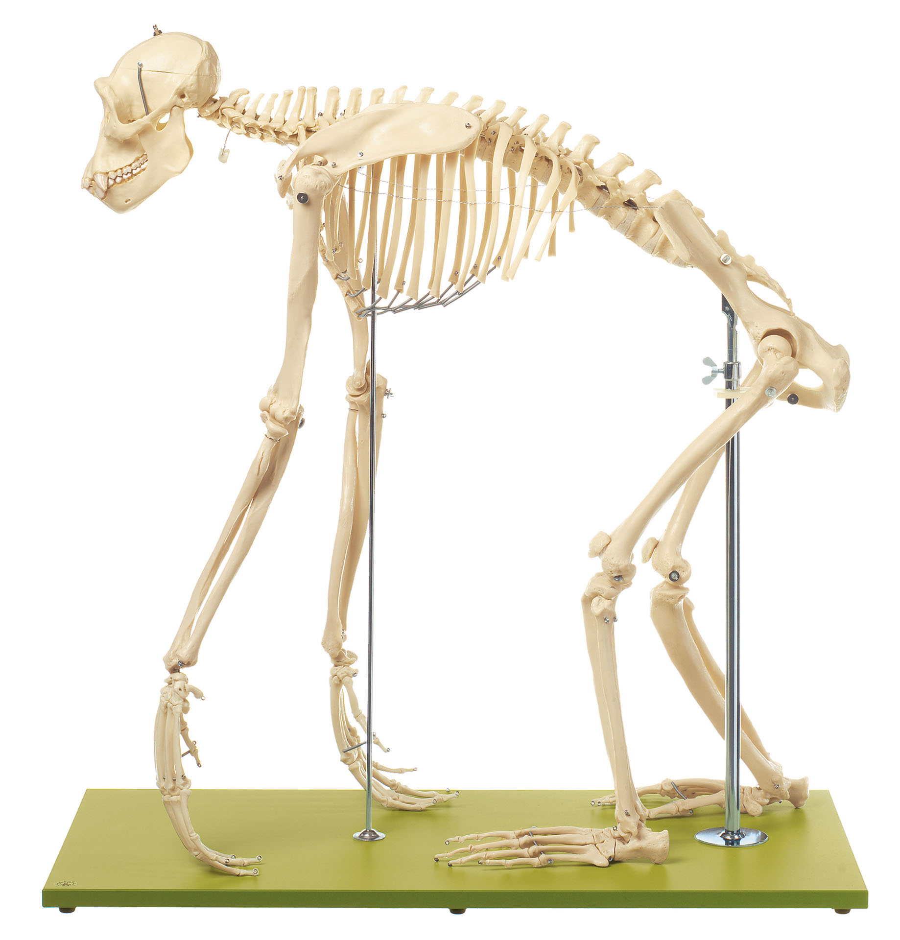 Skeleton of a Chimpanzee