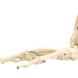 Foot Skeleton of a Chimpanzee