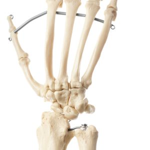 Hand Skeleton of a Chimpanzee