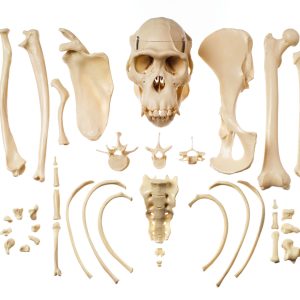 Collection of Typical Chimpanzee Bones